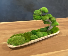 Naturel houten schaal met mosboompje (boedha)
