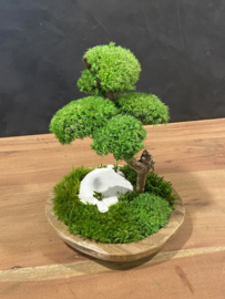 Naturel houten schaal met mosboompje (1.1)