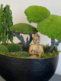 Boedha in Moss Forest