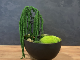 Ovale schaal met Amaranth boom