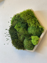 Mosschilderij - mini hexagon