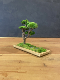 Mosboom - Mos Bonsai XS (1)