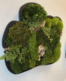 Organische Mosschilderij (schaal)