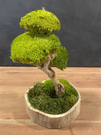 Naturel houten schaal met mosboompje  (1.5)