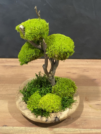 Naturel houten schaal met mosboompje (1.2)