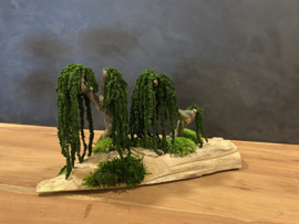 Amaranth boompjes op houten plateau