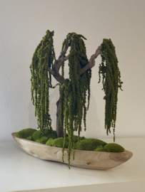 Mosboom - Amaranth Mosboom - Xl