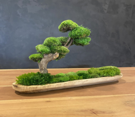 Naturel houten schaal met mosboompje (boedha)