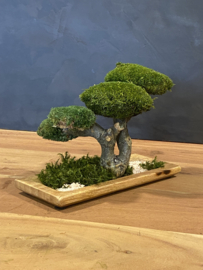 Houten schaal met mosboom (1)