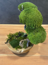 Kleine organische schaal met boom