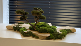 Robuust houten plateau met mosboompjes