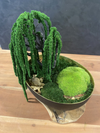Ovale schaal met Amaranth boom