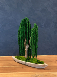 Mosboom - Amaranth Mosboom - Xl