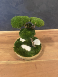 Mosboompje - Medium - houten schaal
