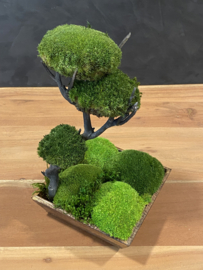 Mos tree