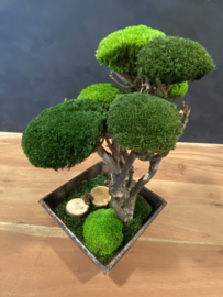 Bijzondere moss Tree