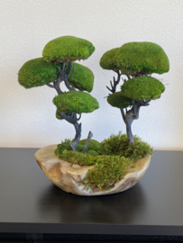 Moss Forest