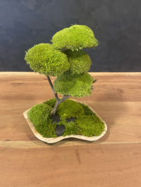 Mosboom - Mos Bonsai medium  (3)