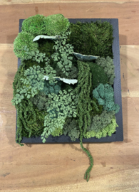 DIY Mosschilderij - rechthoek (zwart)