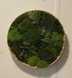 Mosschaal/schilderij -  Mos Landschap