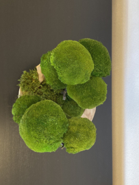 Moss Forest