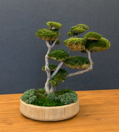 Mosboom - Mos Bonsai - ronde houten schaal