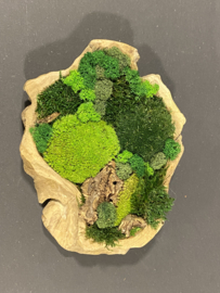 Robuust houten mosschaal