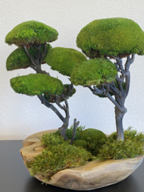 Moss Forest