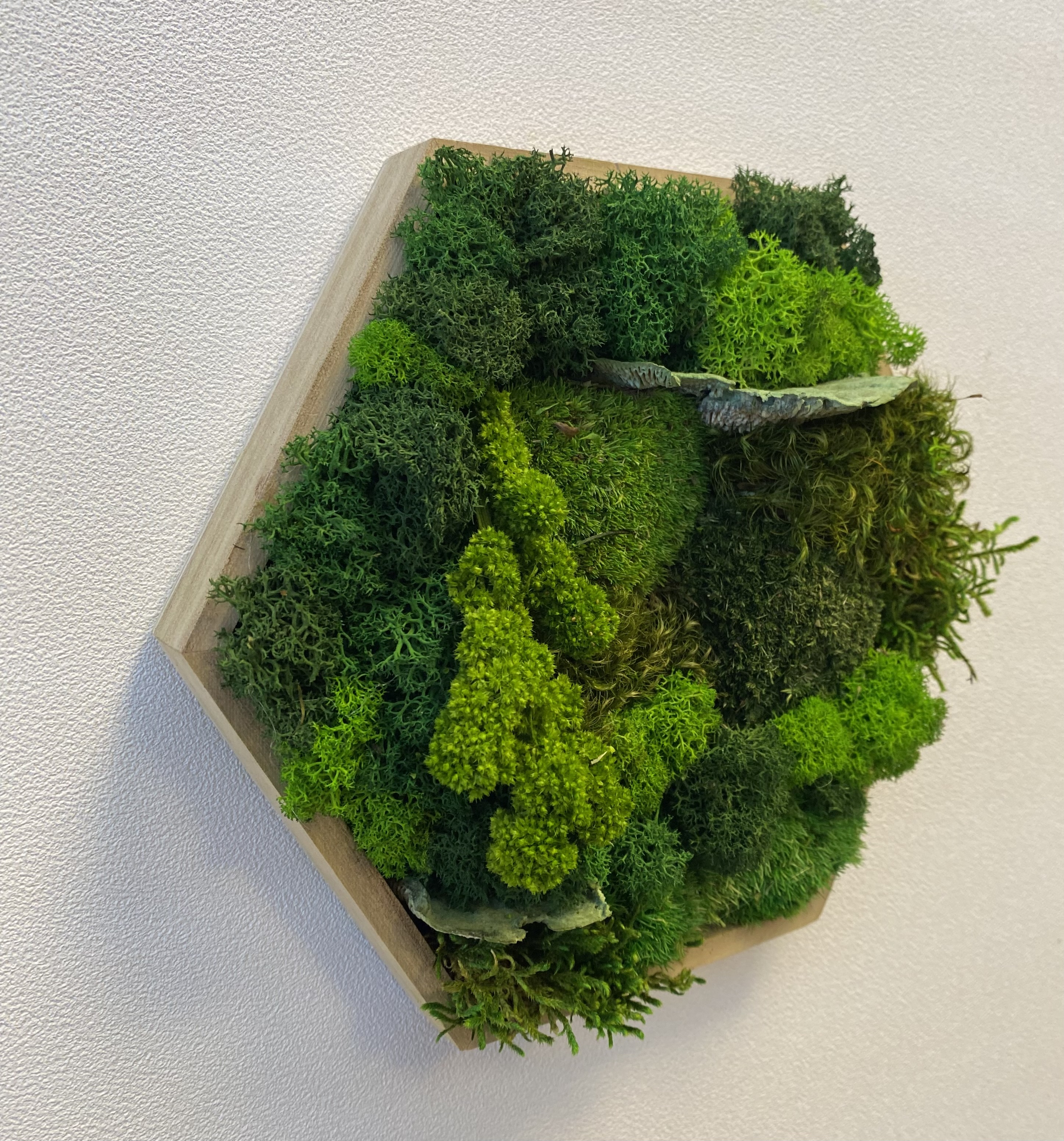 Hexagon mosschilderij (set van drie)