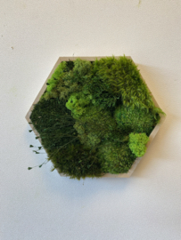 Mosschilderij - mini hexagon