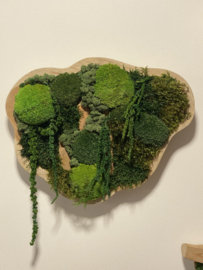Mosschilderij/schaal