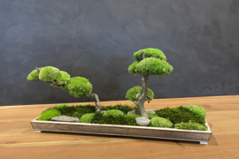 Naturel houten schaaltje met mosboompjes (2)