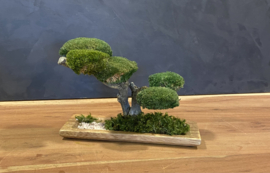 Houten schaal met mosboom (1)