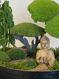 Boedha in Moss Forest