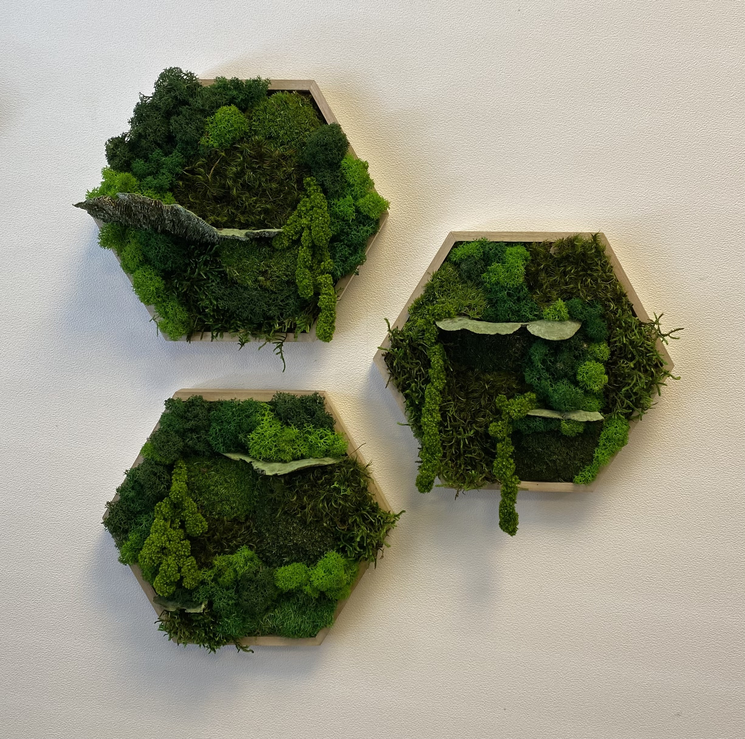 Hexagon mosschilderij (set van drie)