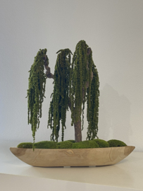 Mosboom - Amaranth Mosboom - Xl