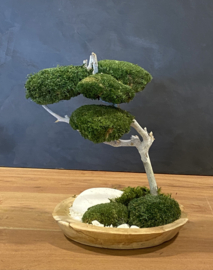 Houten schaal met mosboom (2)