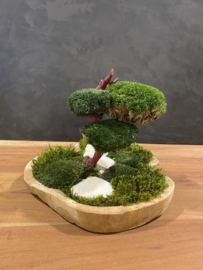 Organische schaal met mos boompje