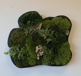 Organische Mosschilderij (schaal)