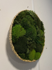 Mosschaal/schilderij -  Mos Landschap