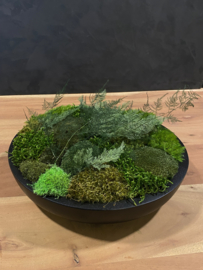 Keramieken mos schaal