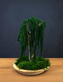 Mosboompje - Amaranth - small