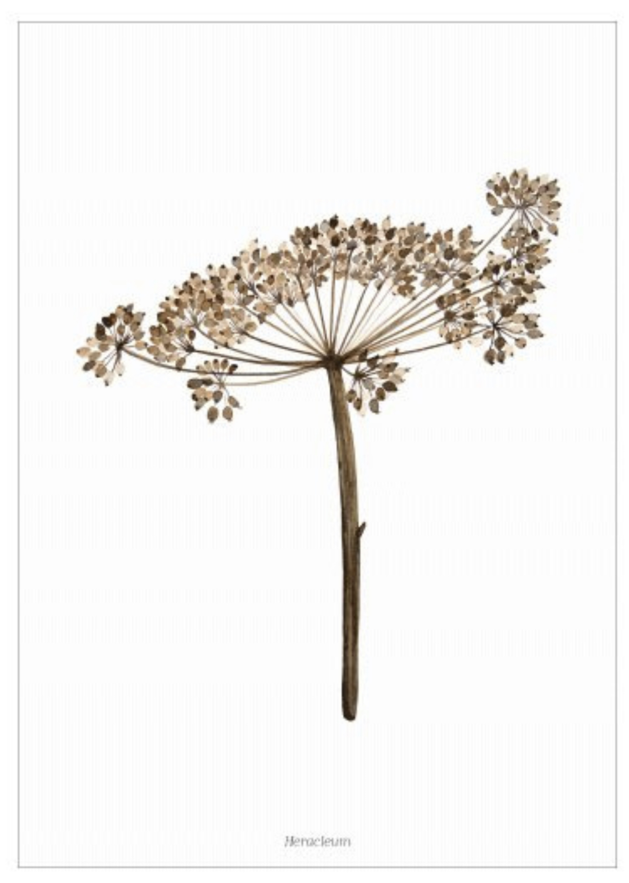 Days of Bloom Poster A3 Berenklauw / Heracleum