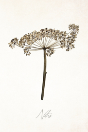 Days of Bloom Notebook A5 Heracleum / Bereklauw