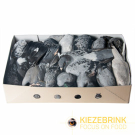 Duif (cat. 2) 10 stuks