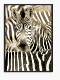 Zebra in sepia 100x140
