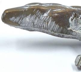 4 messing salamanders