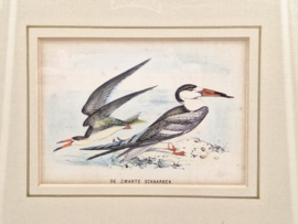 Litho van een zwarte schaarbek