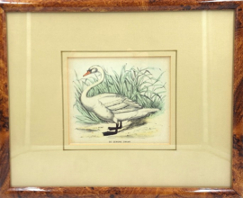 Litho van een zwaan
