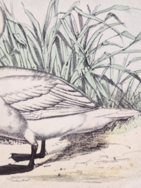 Litho van een zwaan